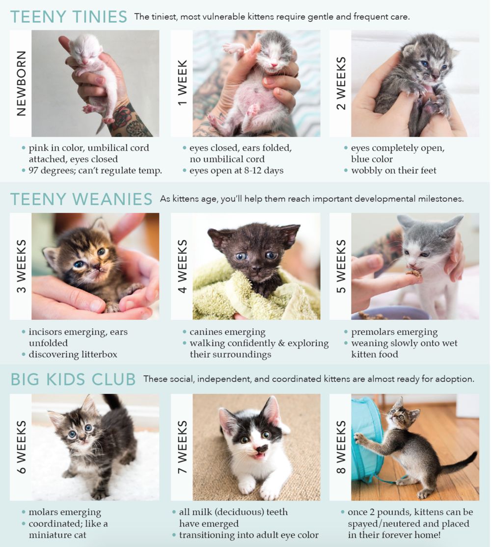 Newborn What Do Week Old Kittens Eat Week Old How Often Do Newborn