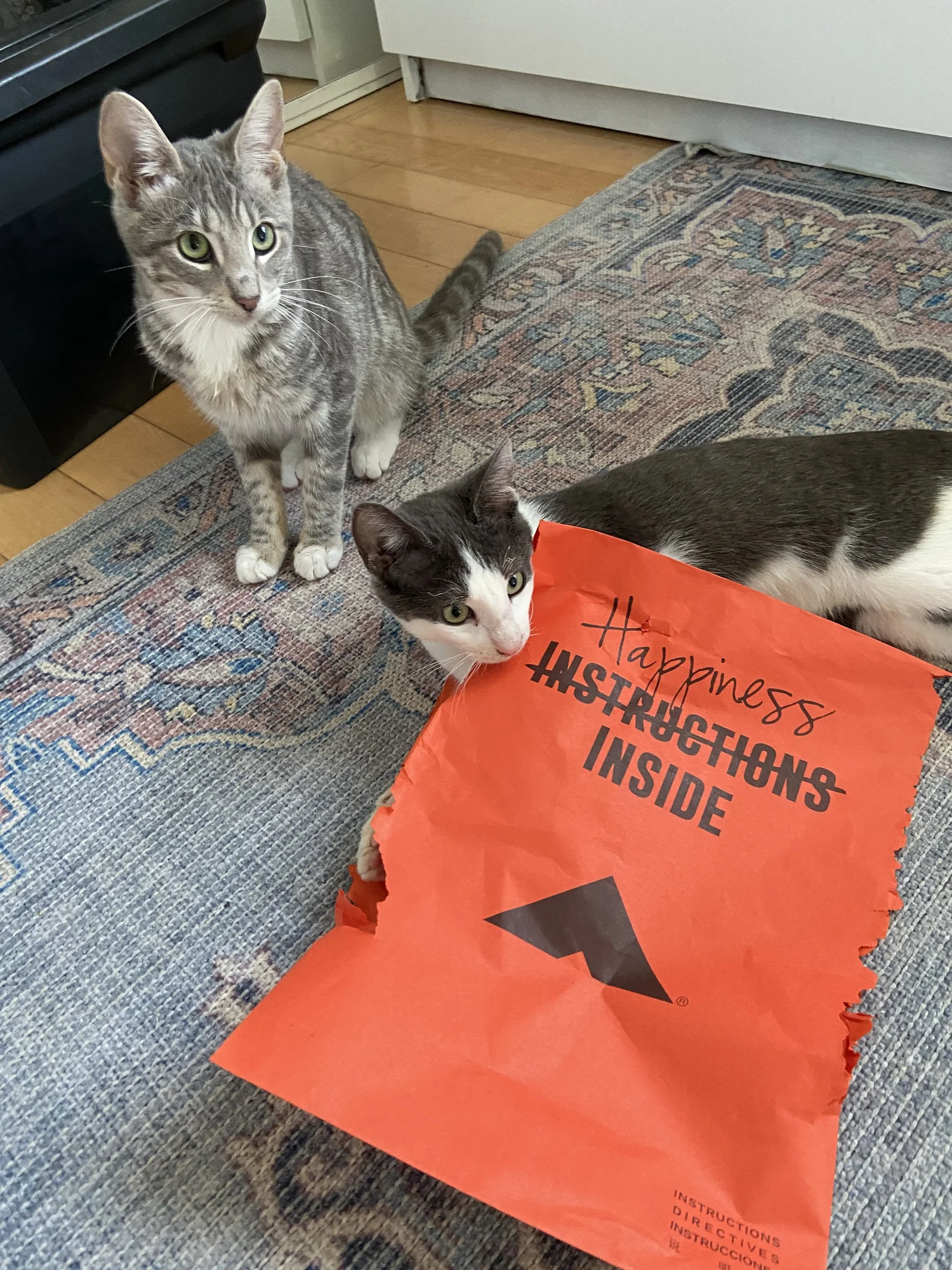 Kitty Tips & Tricks — KRAZY FOR KATS, INC.