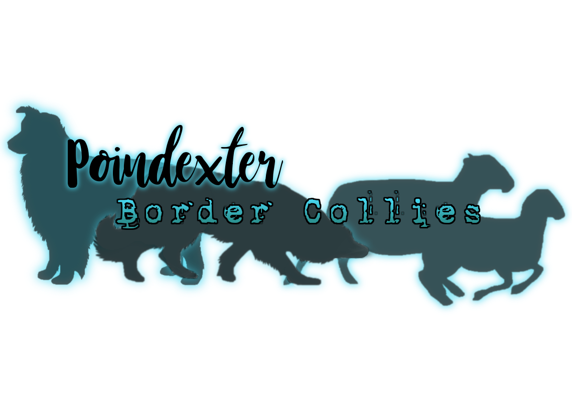 Poindexter Border Collies