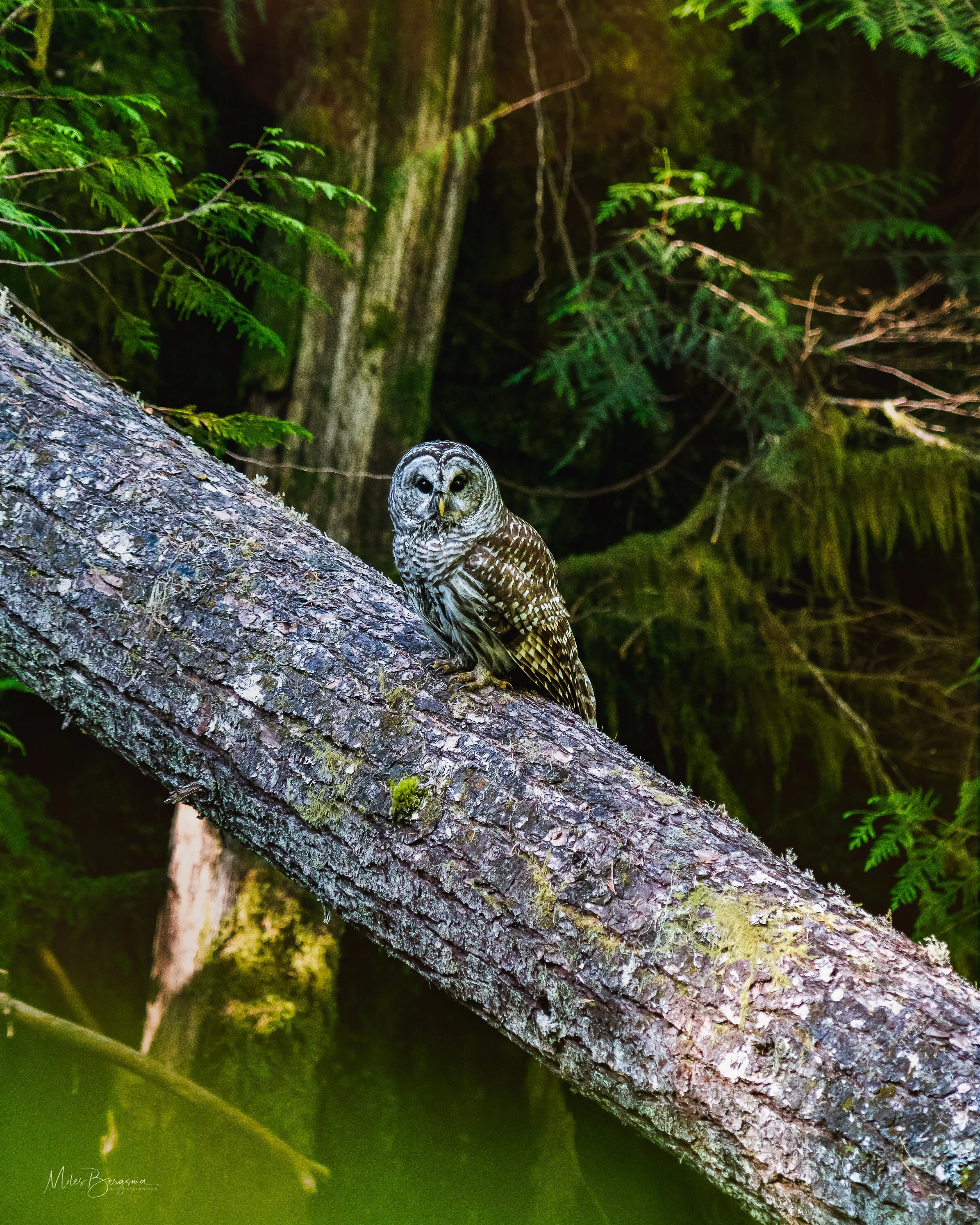 Owl.JPG