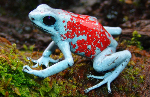 species3.png