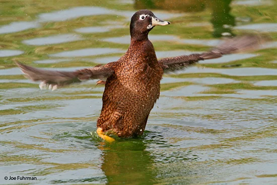 species4.jpg