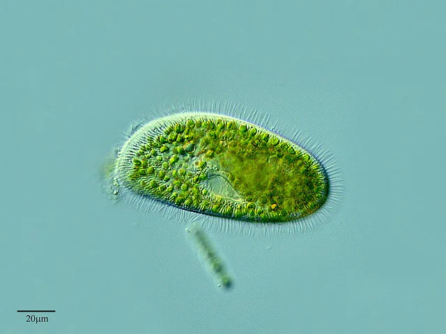 species11.jpg