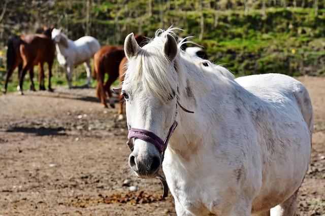 horse-3295780_640.jpg