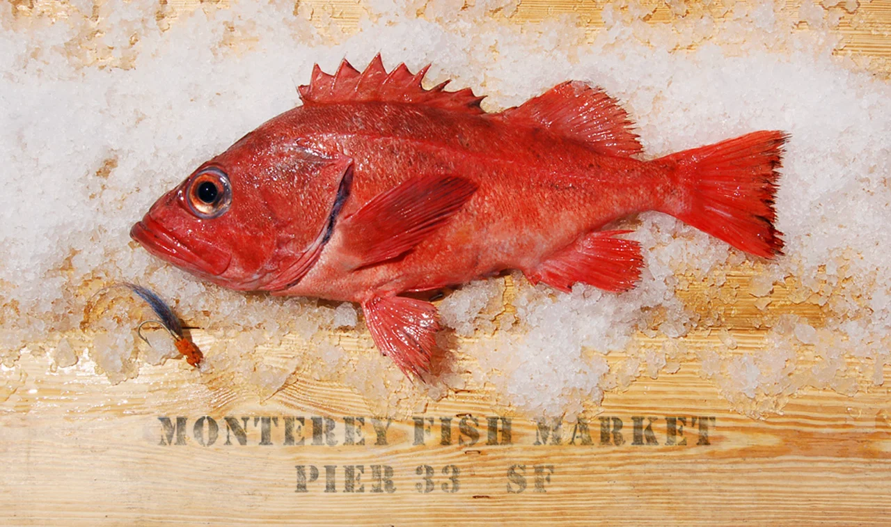 Monterey Fish
