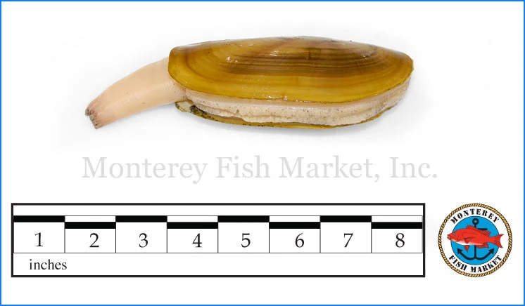 Monterey Fish Market Seafood Index photograph of Western Razor Clam, Ensis arcuatus