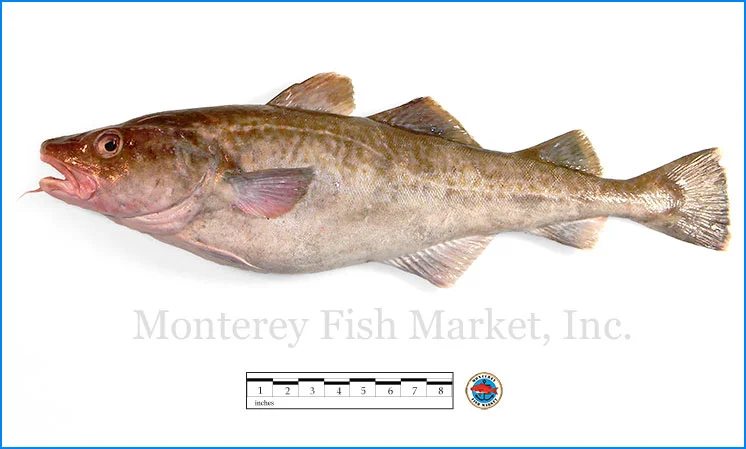 Monterey Fish Market Seafood Index photograph of Atlantic Cod, Gadus morhua