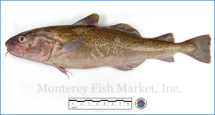 Monterey Fish Market Seafood Index photograph of True Cod, Gadus macrocephalus
