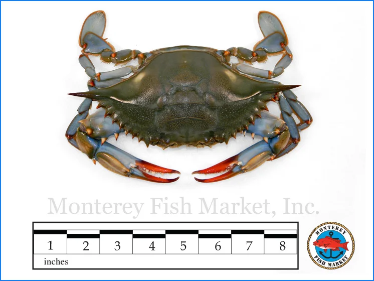 Monterey Fish Market Seafood Index photograph of Blue Crab, Callinectes sapidus