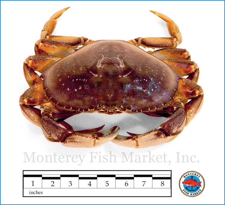 Dungeness Crab - Monterey Fish Market Seafood Index — Monterey