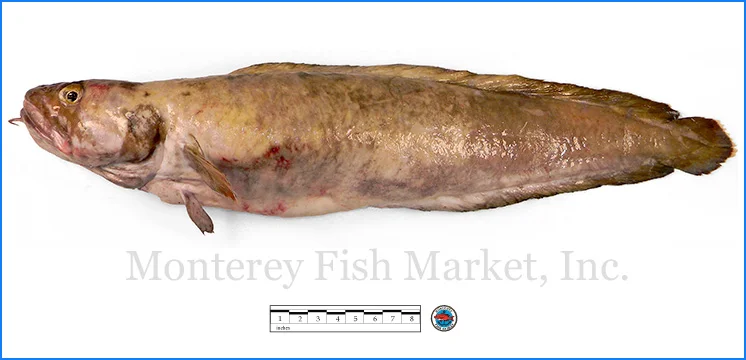 Monterey Fish Market Seafood Index photograph of Cusk, Brosme brosme