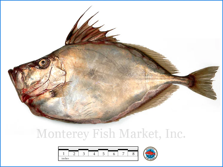 Monterey Fish Market Seafood Index photograph of Silver Dory, Zenopsis ocellata (American John Dory)
