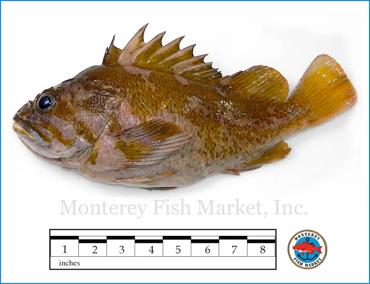 Monterey Fish Market Seafood Index photograph of Gopher Rockfish, Sebastes carnatus