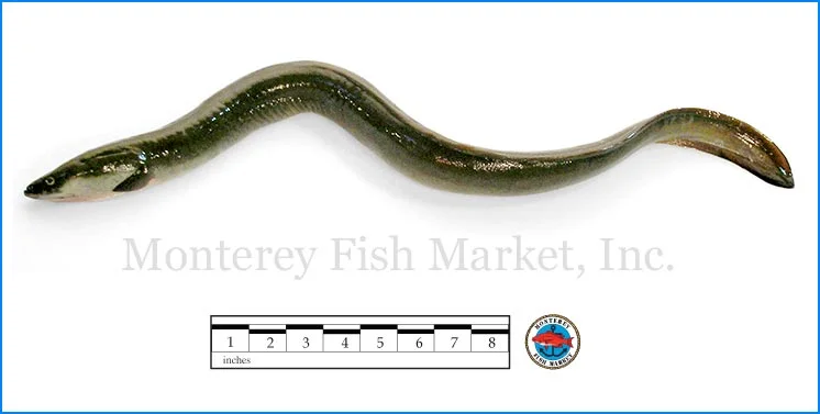 Monterey Fish Market Seafood Index photograph of Green Eel, Anguilla rostrata (American Eel)
