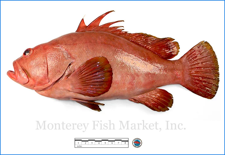 Monterey Fish Market Seafood Index photograph of Baqueta Grouper, Epinephelus acanthistius