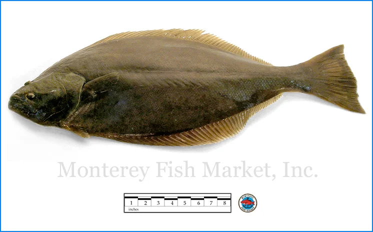 Monterey Fish Market Seafood Index photograph of California Halibut, Paralichthys californicus