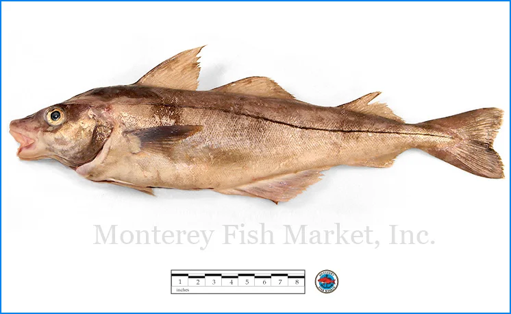 Monterey Fish Market Seafood Index photograph of Haddock, Melangrammus aeglefinus
