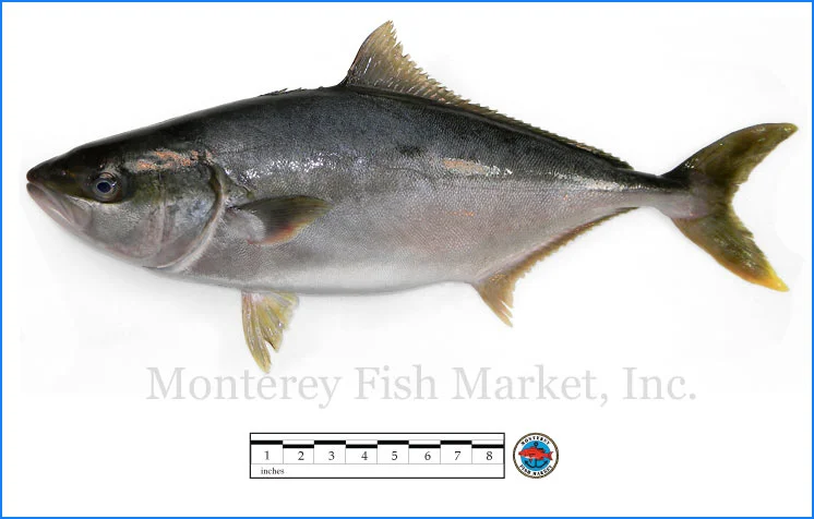 Monterey Fish Market Seafood Index photograph of Hiramasa, Seriola lalandi (Yellowtail Amberjack)