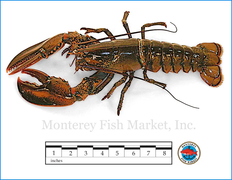Monterey Fish Market Seafood Index photograph of American Lobster, Homarus americanus