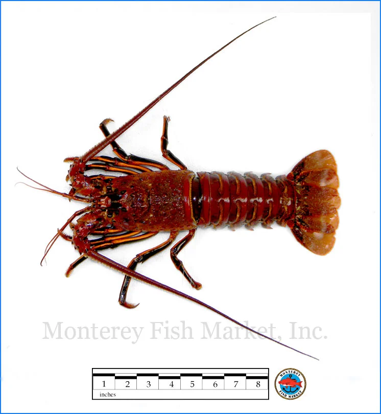 Monterey Fish Market Seafood Index photograph of Spiny Lobster, Panulirus interruptus (rock lobster)