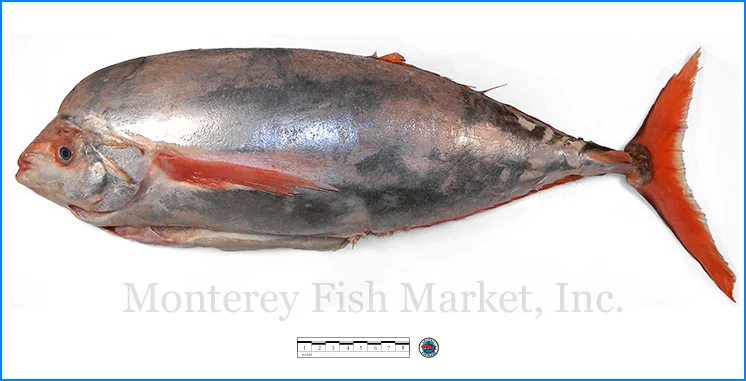 Monterey Fish Market Seafood Index photograph of Luvar, Luvarus imperialis