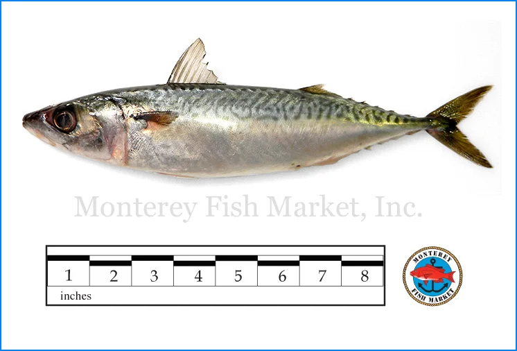 Monterey Fish Market Seafood Index photograph of American Mackerel, Scomber japonicus