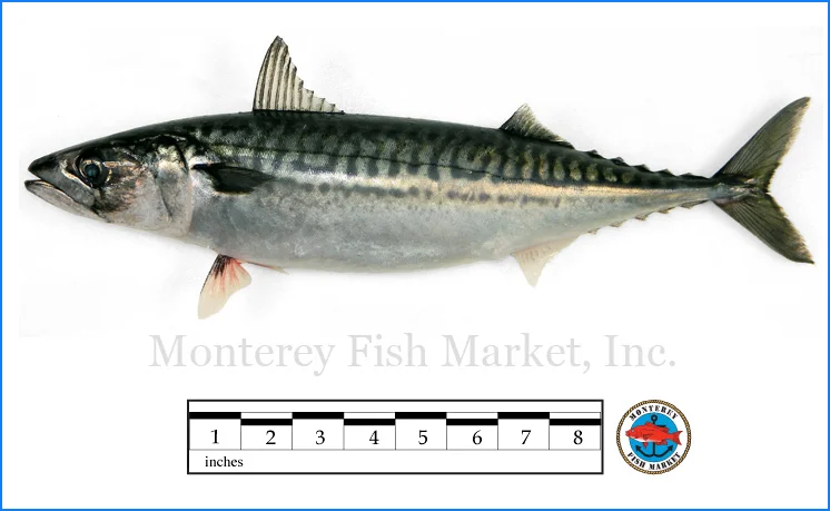 Monterey Fish Market Seafood Index photograph of Boston Mackerel, Scomber scombrus