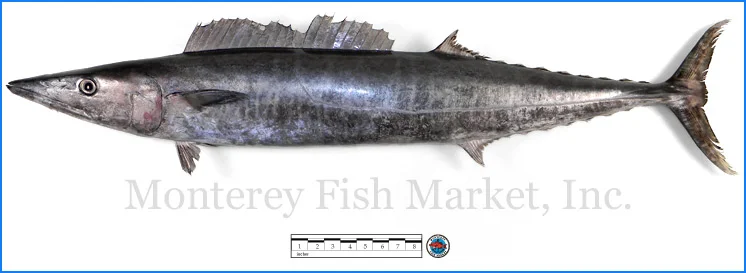 Monterey Fish Market Seafood Index photograph of Wahoo, Acanthocybium solandri (Hawaiian Ono)