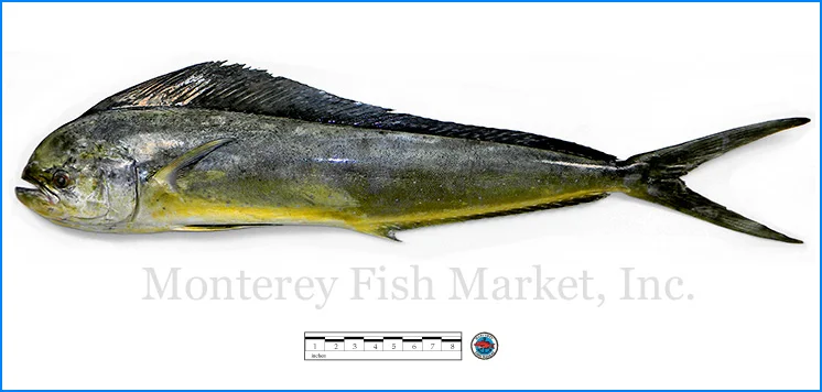 Mahaha Fish Mahi Mahi - Monterey Fish Market Seafood Index — Monterey Fish Market