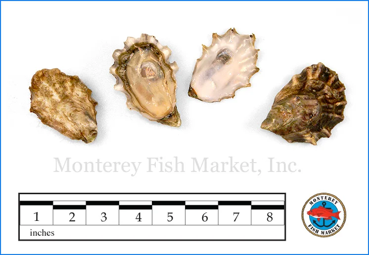 Monterey Fish Market Seafood Index photograph of Pacific Oyster, Crassostrea gigas