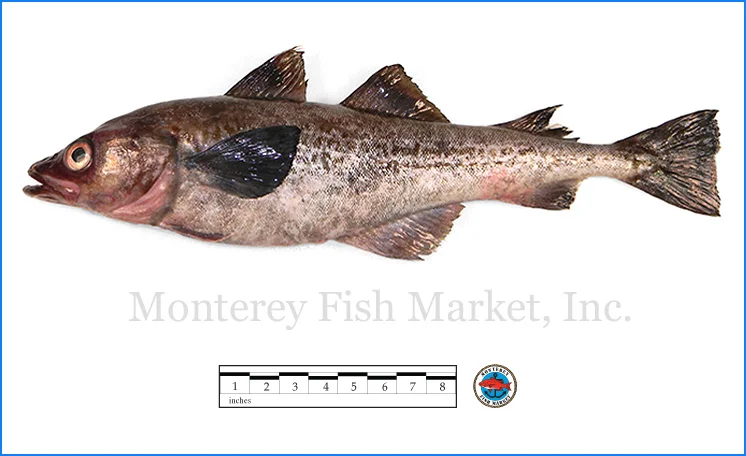 Monterey Fish Market Seafood Index photograph of Alaskan Pollock, Theragra chalcogramma
