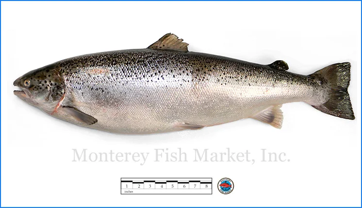 Monterey Fish Market Seafood Index photograph of Atlantic (farmed) Salmon, S almo salar