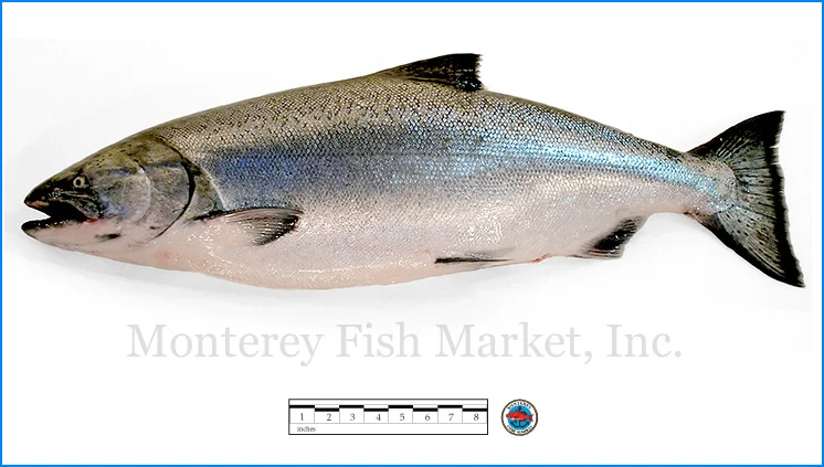 Monterey Fish Market Seafood Index photograph of King Salmon, Oncorhynchus tshawytscha