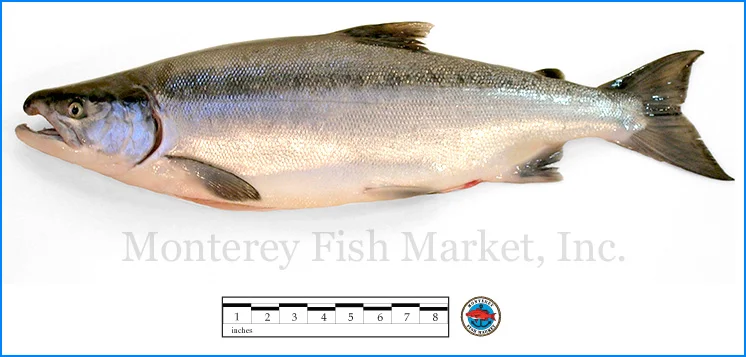 Monterey Fish Market Seafood Index photograph of Sockeye Salmon, Oncorhynchus nerka