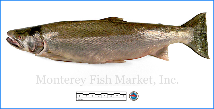 Steelhead Trout - Monterey Fish Market Seafood Index — Monterey