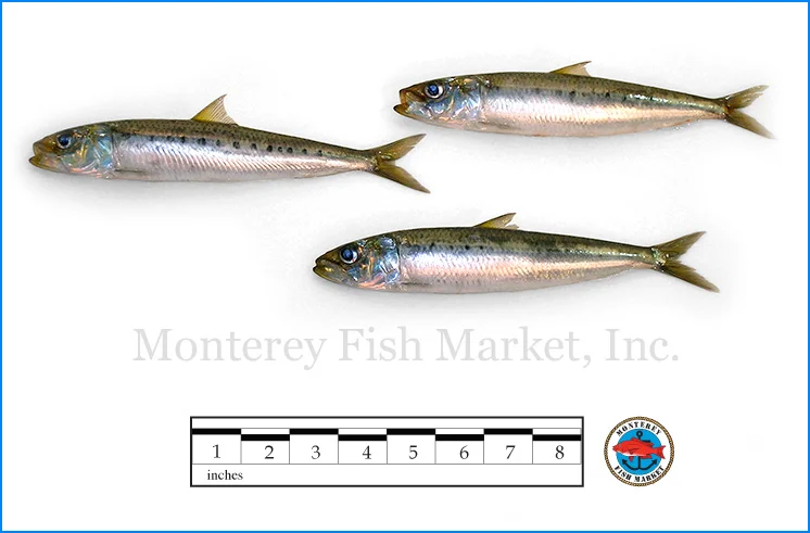 Monterey Fish Market Seafood Index photograph of Sardine, Sardinops sagax caerulea