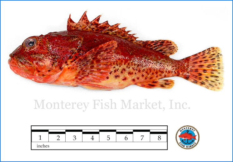 Monterey Fish Market Seafood Index photograph of Scorpion Fish, Scorpaena guttata (Sculpin)