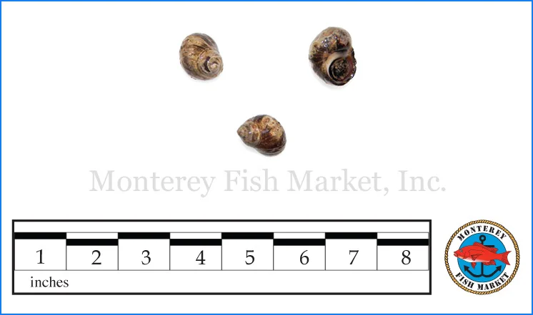 Monterey Fish Market Seafood Index photograph of Periwinkle, Littorina littorea