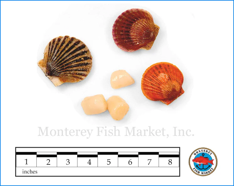 Monterey Fish Market Seafood Index photograph of Bay Scallops, Argopecten irradians