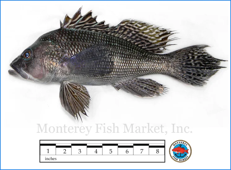 Monterey Fish Market Seafood Index photograph of Black Sea Bass, Centropristis striatas