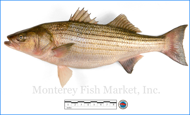 Striped Sea Bass - Monterey Fish Market Seafood Index — Monterey Fish Market