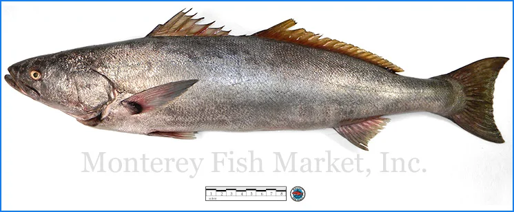 Monterey Fish Market Seafood Index photograph of White Sea Bass, Atractoscion nobilis (King Croaker)