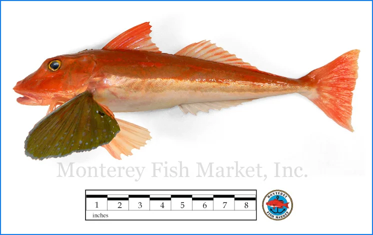 Monterey Fish Market Seafood Index photograph of Southern Sea Robin, Chelidonichthys kumin (Bluefin Gurnard)