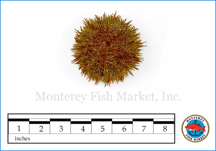 Monterey Fish Market Seafood Index photograph of Green Sea Urchin, S trongylocentrotus droebachiensis (Uni)