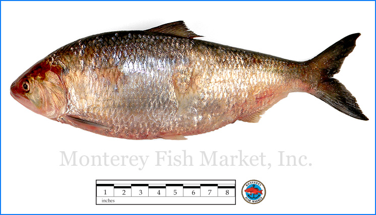 Shad - Monterey Fish Market Seafood Index — Monterey Fish Market