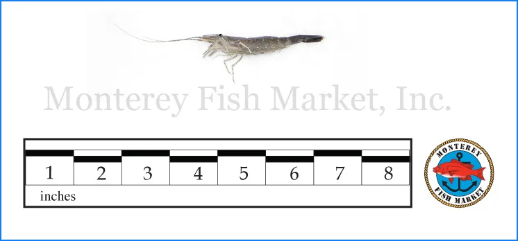 Monterey Fish Market Seafood Index photograph of Grass Shrimp, Crangon franciscorum