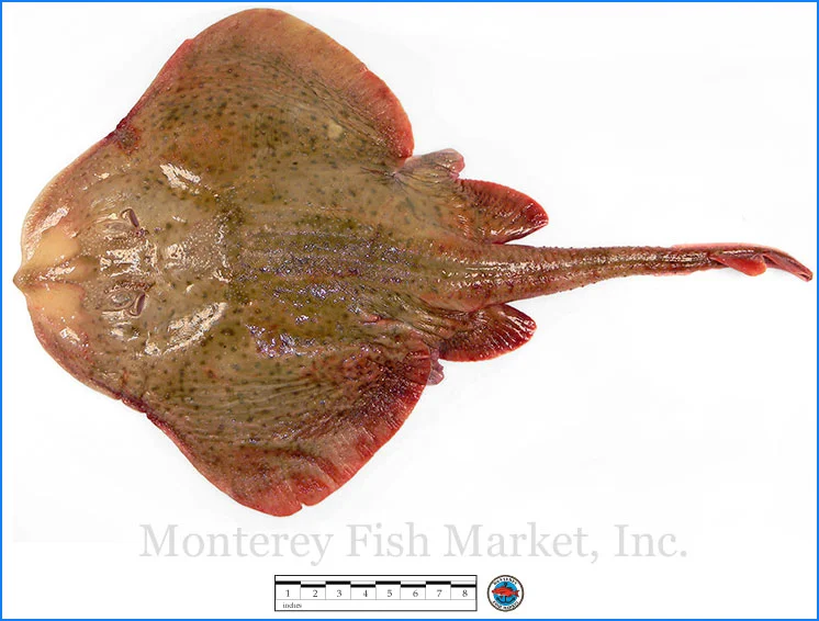 Monterey Fish Market Seafood Index photograph of Winter Skate, Leucoraja ocellata (Atlantic Skate)