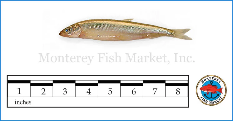 Monterey Fish Market Seafood Index photograph of Day Smelt, Hypomesus pretiosu s