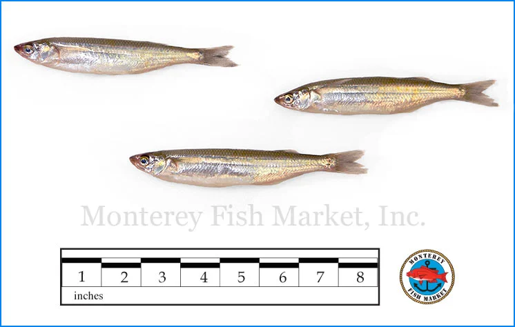 Monterey Fish Market Seafood Index photograph of Night Smelt, Spirinchus starski (White Bait)