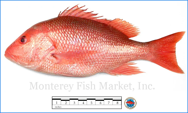 Monterey Fish Market Seafood Index photograph of Red Snapper - Lutjanus campechanus (True Snapper)